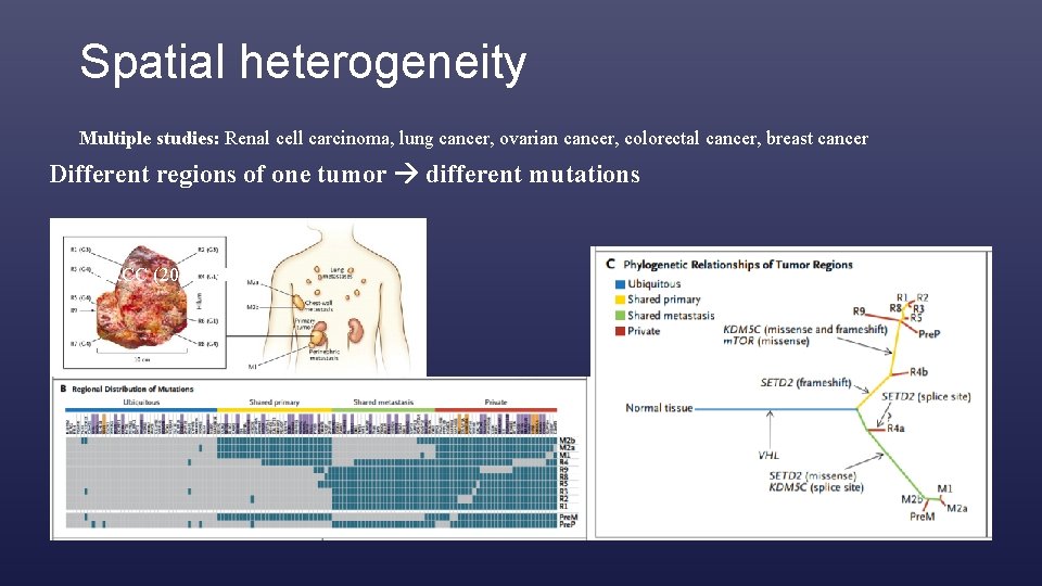 Spatial heterogeneity Multiple studies: Renal cell carcinoma, lung cancer, ovarian cancer, colorectal cancer, breast