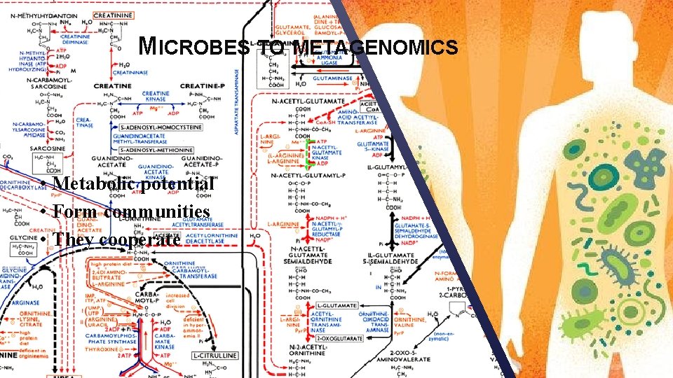 MICROBES TO METAGENOMICS • Metabolic potential • Form communities • They cooperate 