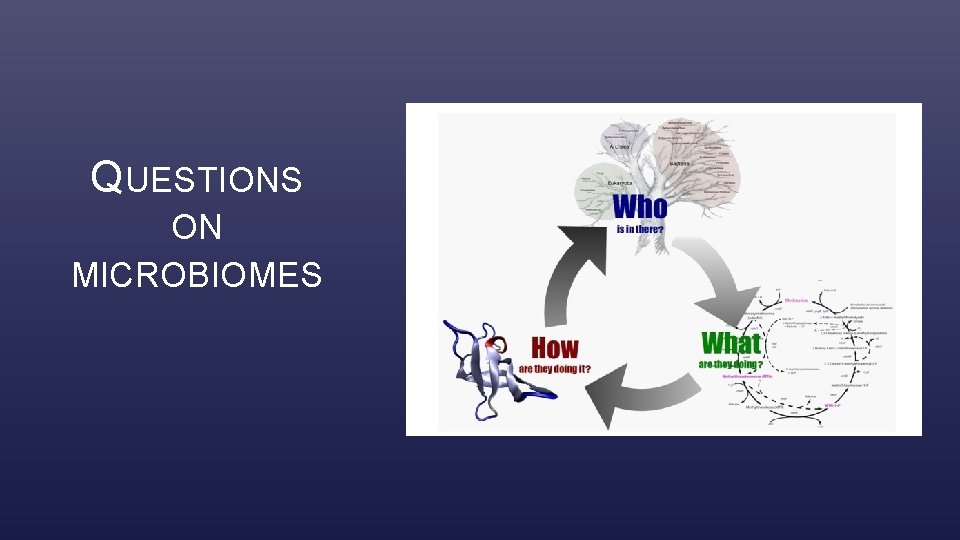 QUESTIONS ON MICROBIOMES 