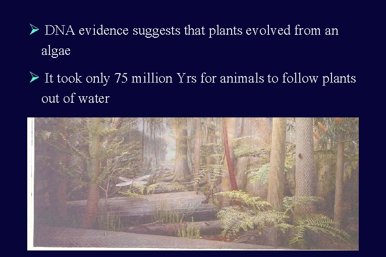 Ø DNA evidence suggests that plants evolved from an algae Ø It took only Ø DNA evidence suggests that plants evolved from an algae Ø It took only
