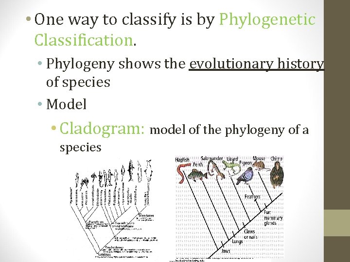  • One way to classify is by Phylogenetic Classification. • Phylogeny shows the