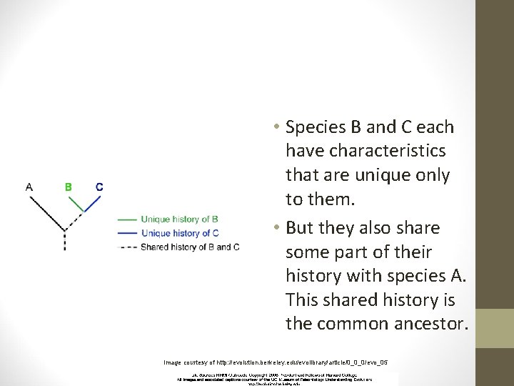  • Species B and C each have characteristics that are unique only to