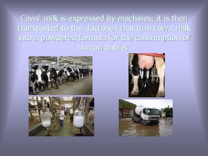 Cows' milk is expressed by machines; it is then transported to the factories that