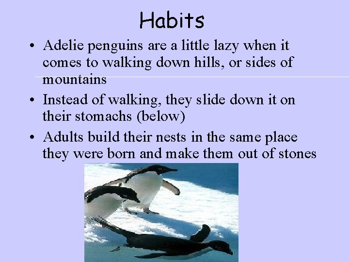 Habits • Adelie penguins are a little lazy when it comes to walking down