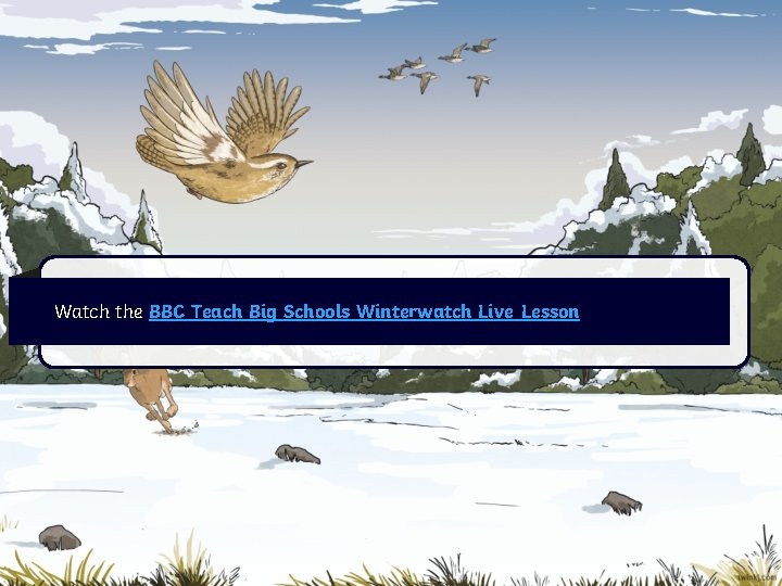 Watch the BBC Teach Big Schools Winterwatch Live Lesson 
