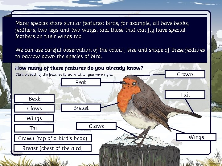 Many species share similar features: birds, for example, all have beaks, feathers, two legs