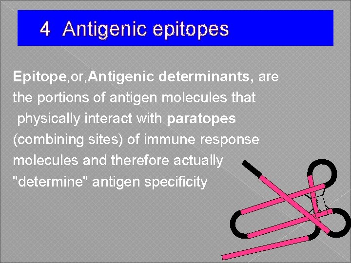 4 Antigenic epitopes Epitope, or, Antigenic determinants, are the portions of antigen molecules that