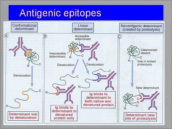Antigenic epitopes 