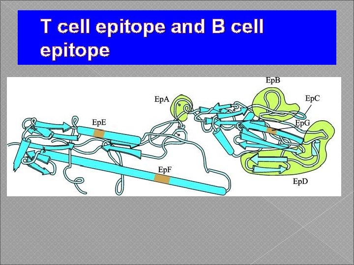 T cell epitope and B cell epitope 