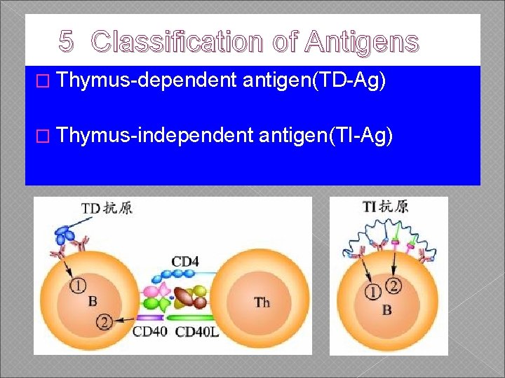 5 Classification of Antigens � Thymus-dependent antigen(TD-Ag) � Thymus-independent antigen(TI-Ag) 