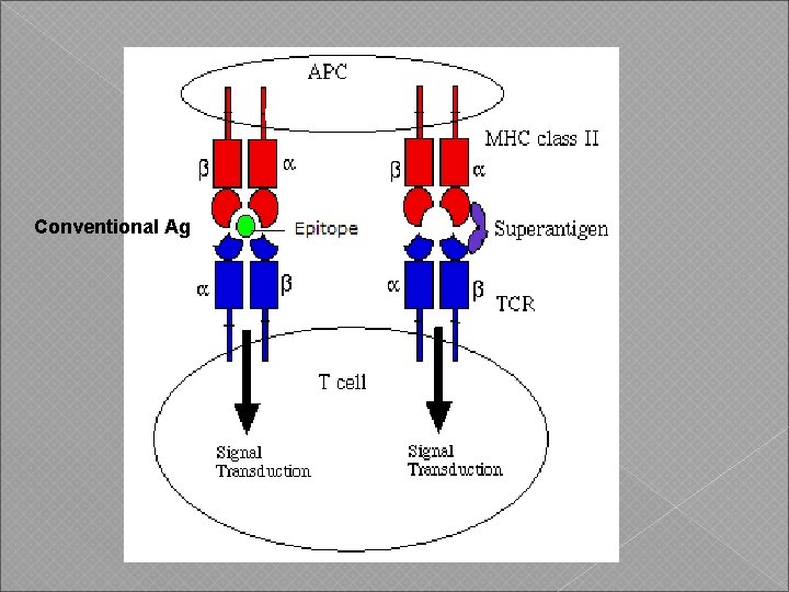 Conventional Ag 