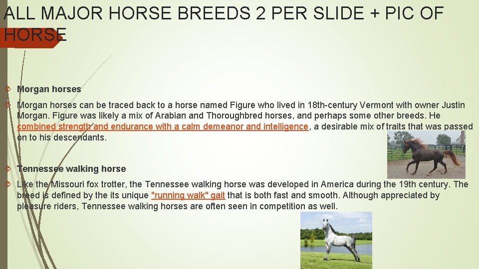 ALL MAJOR HORSE BREEDS 2 PER SLIDE + PIC OF HORSE Morgan horses can