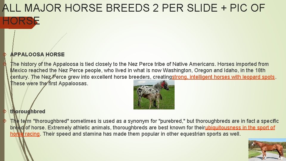ALL MAJOR HORSE BREEDS 2 PER SLIDE + PIC OF HORSE APPALOOSA HORSE The