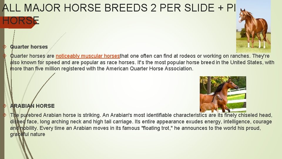 ALL MAJOR HORSE BREEDS 2 PER SLIDE + PIC OF HORSE Quarter horses are
