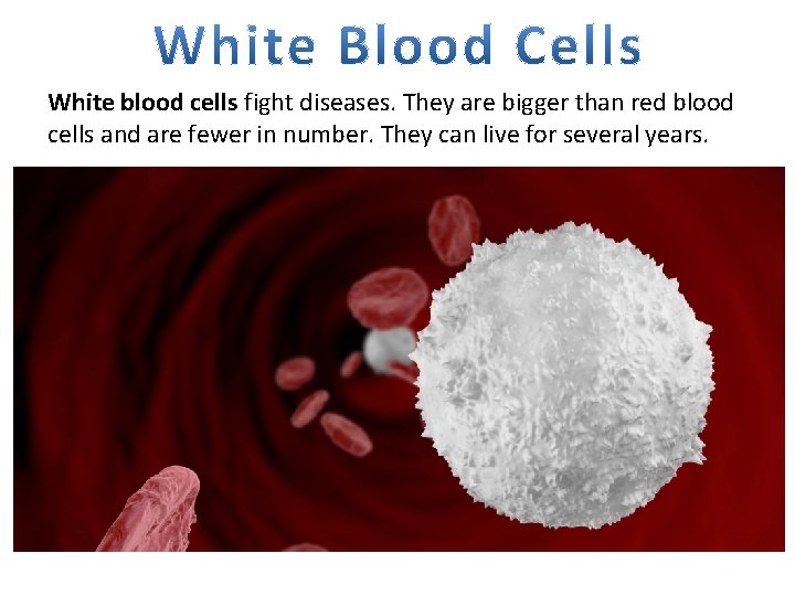 White blood cells fight diseases. They are bigger than red blood cells and are