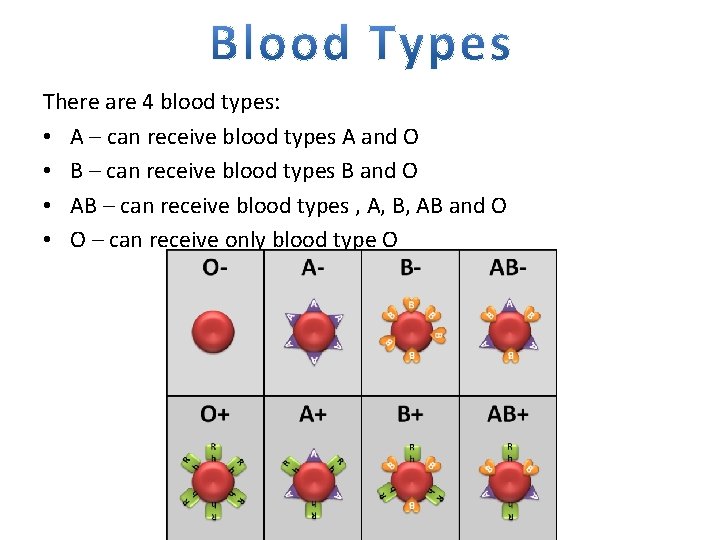 There are 4 blood types: • A – can receive blood types A and