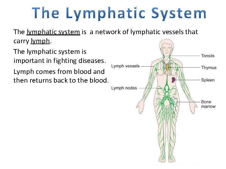 The lymphatic system is a network of lymphatic vessels that carry lymph. The lymphatic