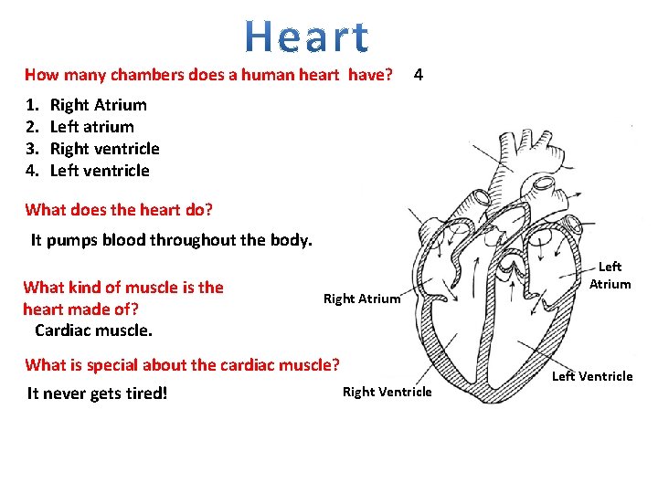 How many chambers does a human heart have? 1. 2. 3. 4. 4 Right