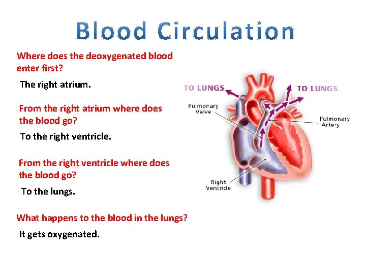 Where does the deoxygenated blood enter first? The right atrium. From the right atrium