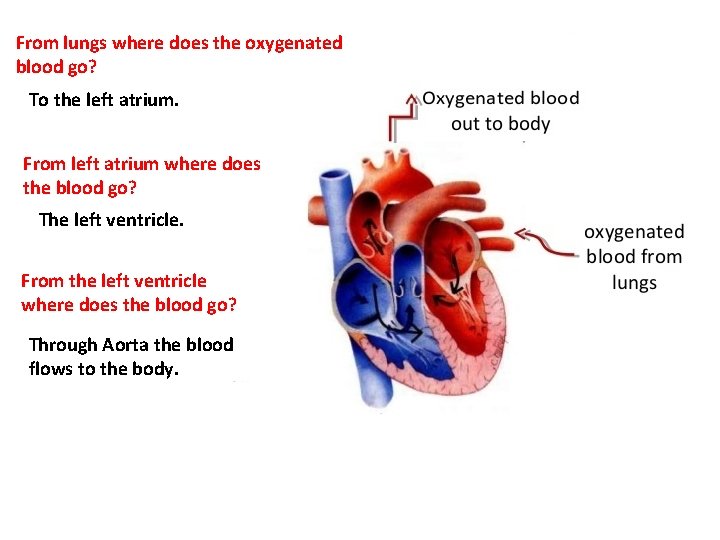 From lungs where does the oxygenated blood go? To the left atrium. From left