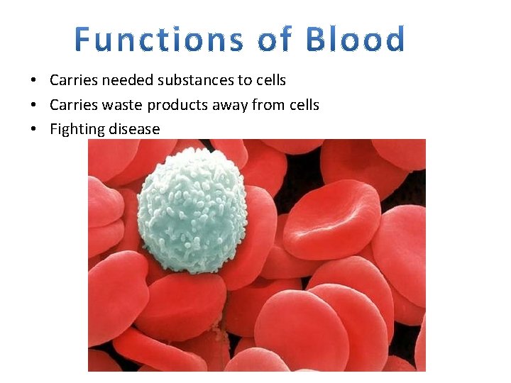  • Carries needed substances to cells • Carries waste products away from cells