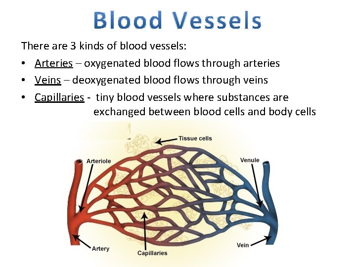 There are 3 kinds of blood vessels: • Arteries – oxygenated blood flows through