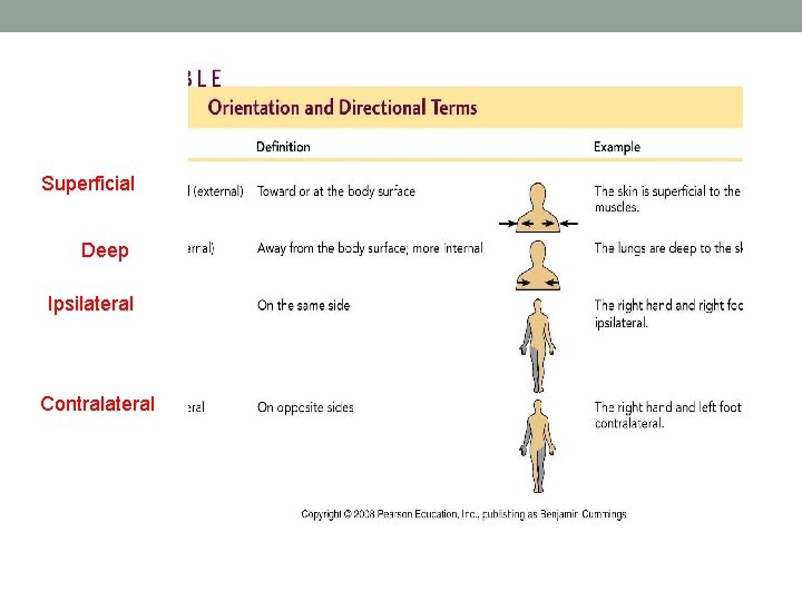 Superficial Deep Ipsilateral Contralateral 