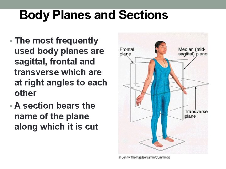 Body Planes and Sections • The most frequently used body planes are sagittal, frontal