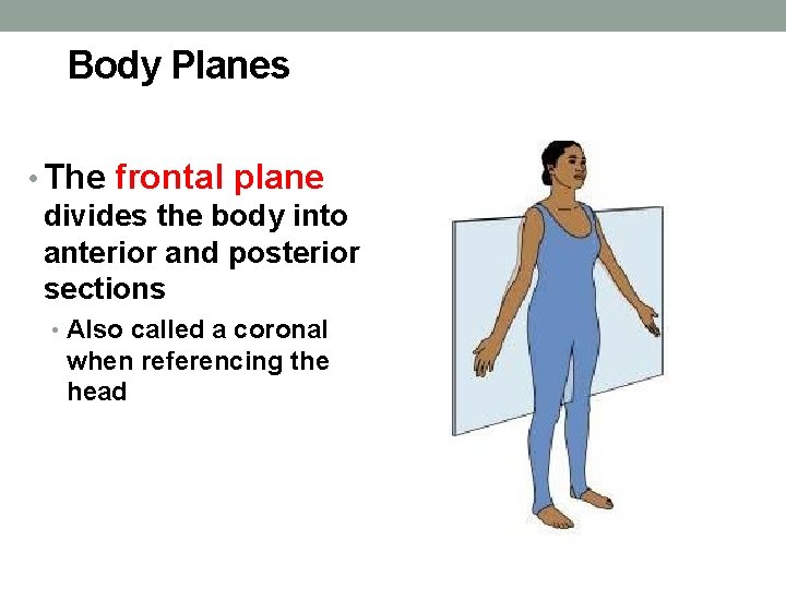 Body Planes • The frontal plane divides the body into anterior and posterior sections