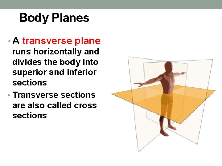 Body Planes • A transverse plane runs horizontally and divides the body into superior