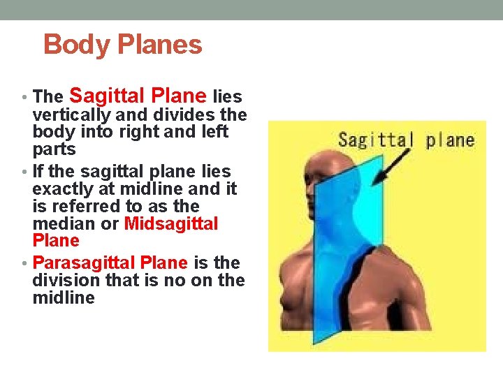 Body Planes • The Sagittal Plane lies vertically and divides the body into right