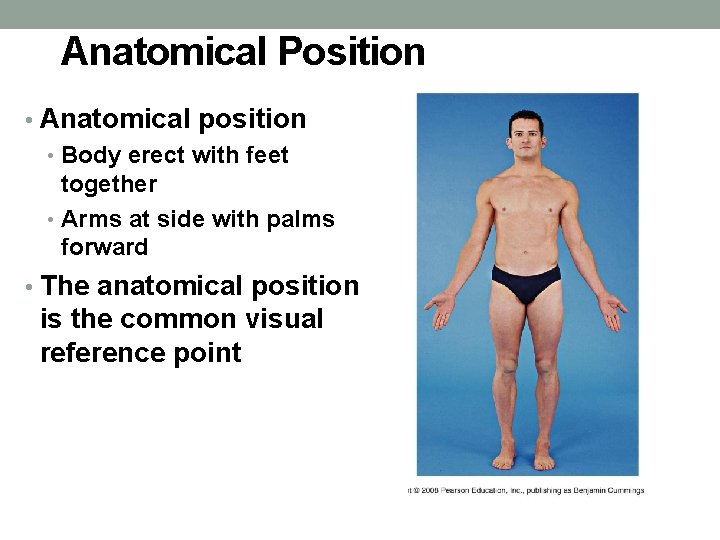 Anatomical Position • Anatomical position • Body erect with feet together • Arms at