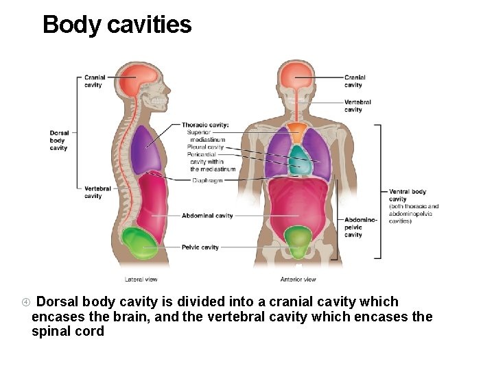 Body cavities Dorsal body cavity is divided into a cranial cavity which encases the