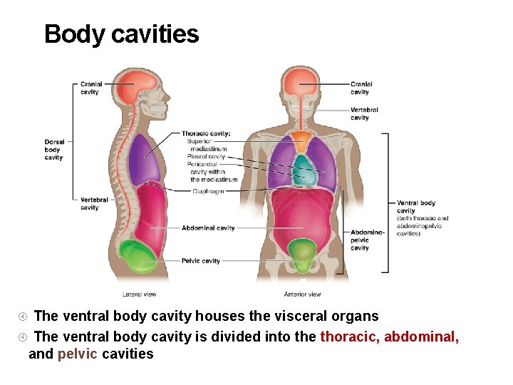 Body cavities The ventral body cavity houses the visceral organs The ventral body cavity
