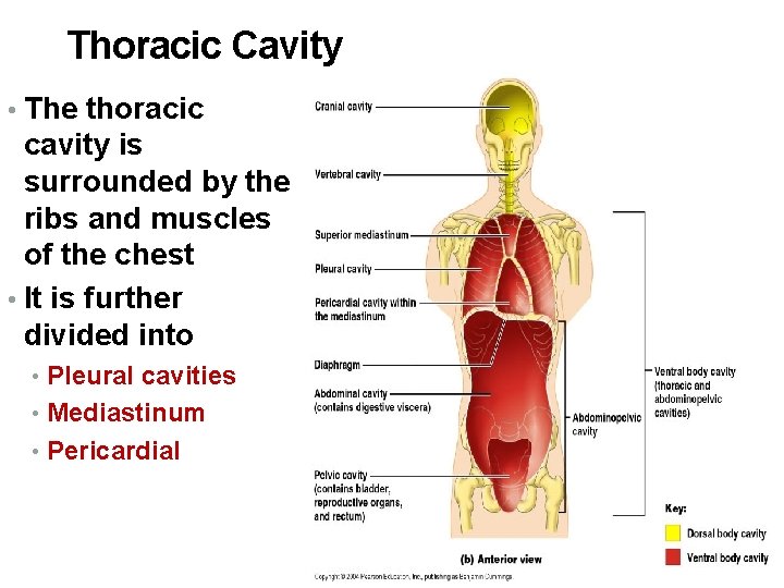 Thoracic Cavity • The thoracic cavity is surrounded by the ribs and muscles of