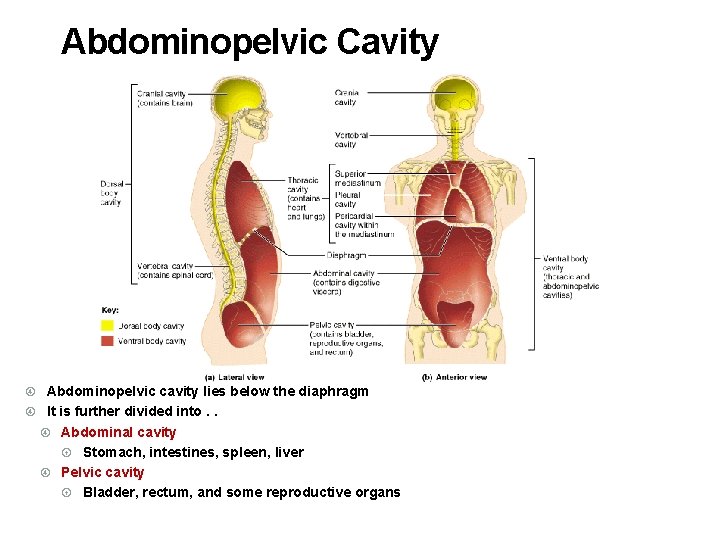 Abdominopelvic Cavity Abdominopelvic cavity lies below the diaphragm It is further divided into. .