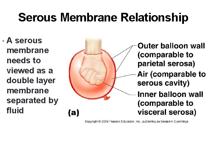 Serous Membrane Relationship • A serous membrane needs to viewed as a double layer