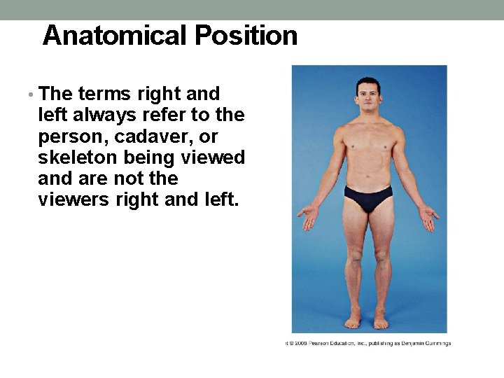 Anatomical Position • The terms right and left always refer to the person, cadaver,