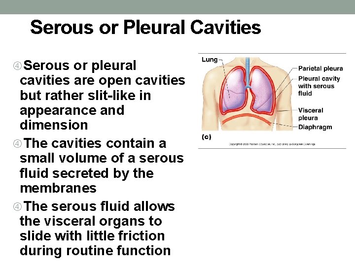 Serous or Pleural Cavities Serous or pleural cavities are open cavities but rather slit-like