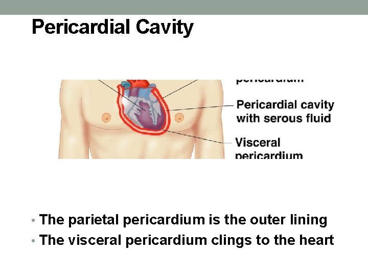 Pericardial Cavity • The parietal pericardium is the outer lining • The visceral pericardium