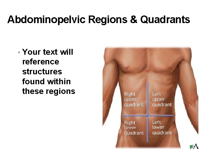 Abdominopelvic Regions & Quadrants • Your text will reference structures found within these regions