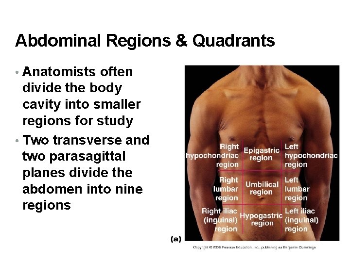 Abdominal Regions & Quadrants • Anatomists often divide the body cavity into smaller regions