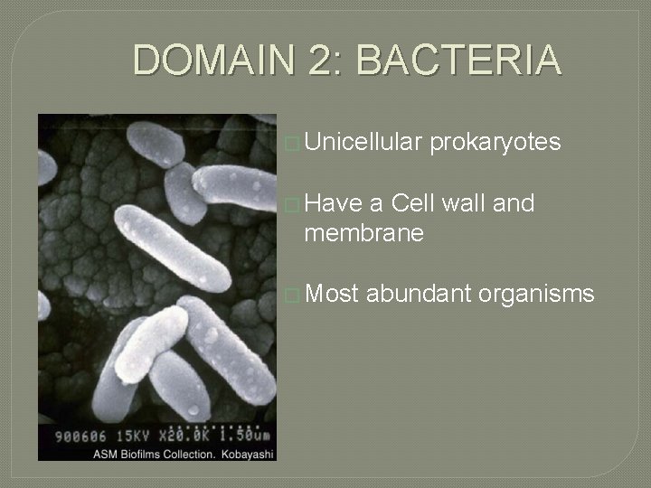 DOMAIN 2: BACTERIA � Unicellular prokaryotes � Have a Cell wall and membrane �