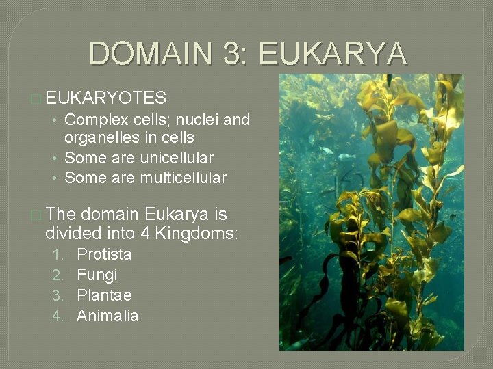 DOMAIN 3: EUKARYA � EUKARYOTES • Complex cells; nuclei and organelles in cells •