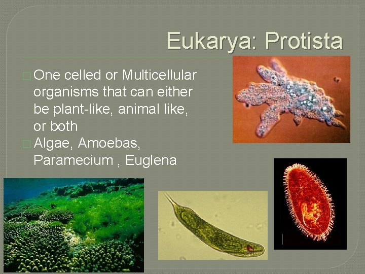 Eukarya: Protista � One celled or Multicellular organisms that can either be plant-like, animal