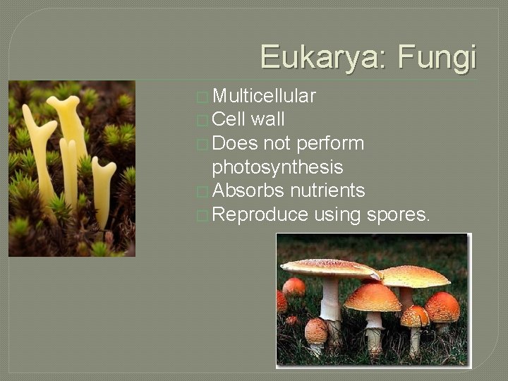 Eukarya: Fungi � Multicellular � Cell wall � Does not perform photosynthesis � Absorbs