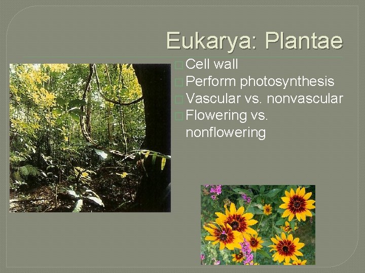 Eukarya: Plantae � Cell wall � Perform photosynthesis � Vascular vs. nonvascular � Flowering