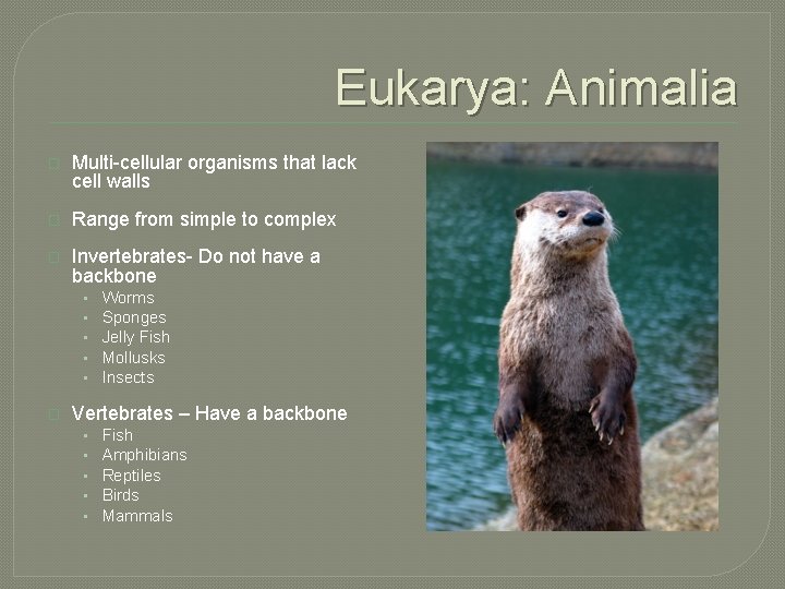 Eukarya: Animalia � Multi-cellular organisms that lack cell walls � Range from simple to