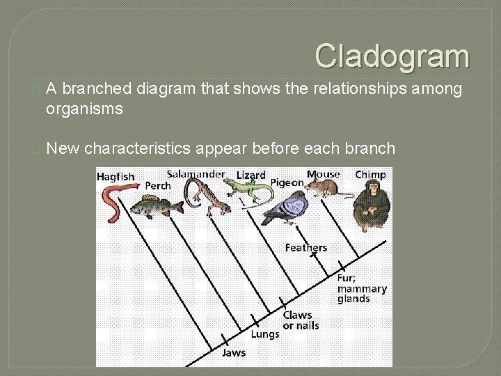 Cladogram � A branched diagram that shows the relationships among organisms � New characteristics