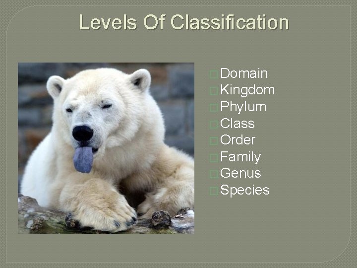 Levels Of Classification � Domain � Kingdom � Phylum � Class � Order �